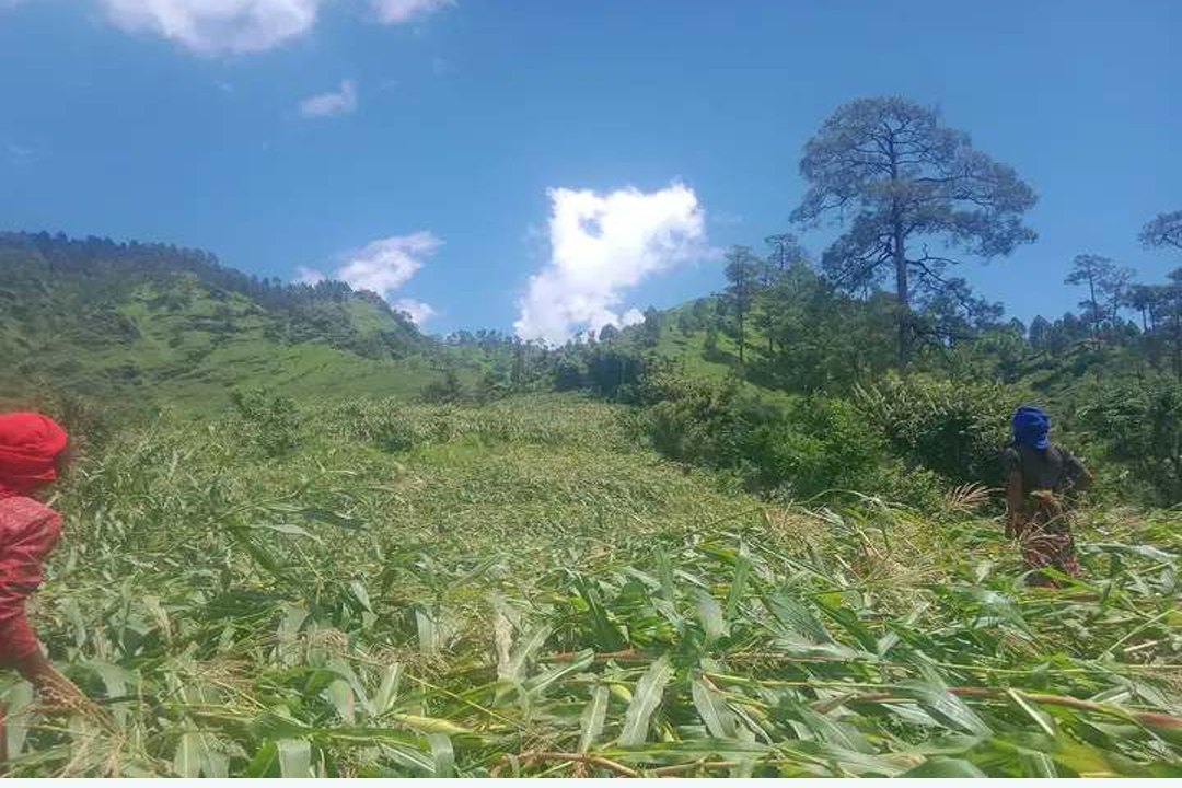 हावाहुरीले मकैबालीमा  क्षति